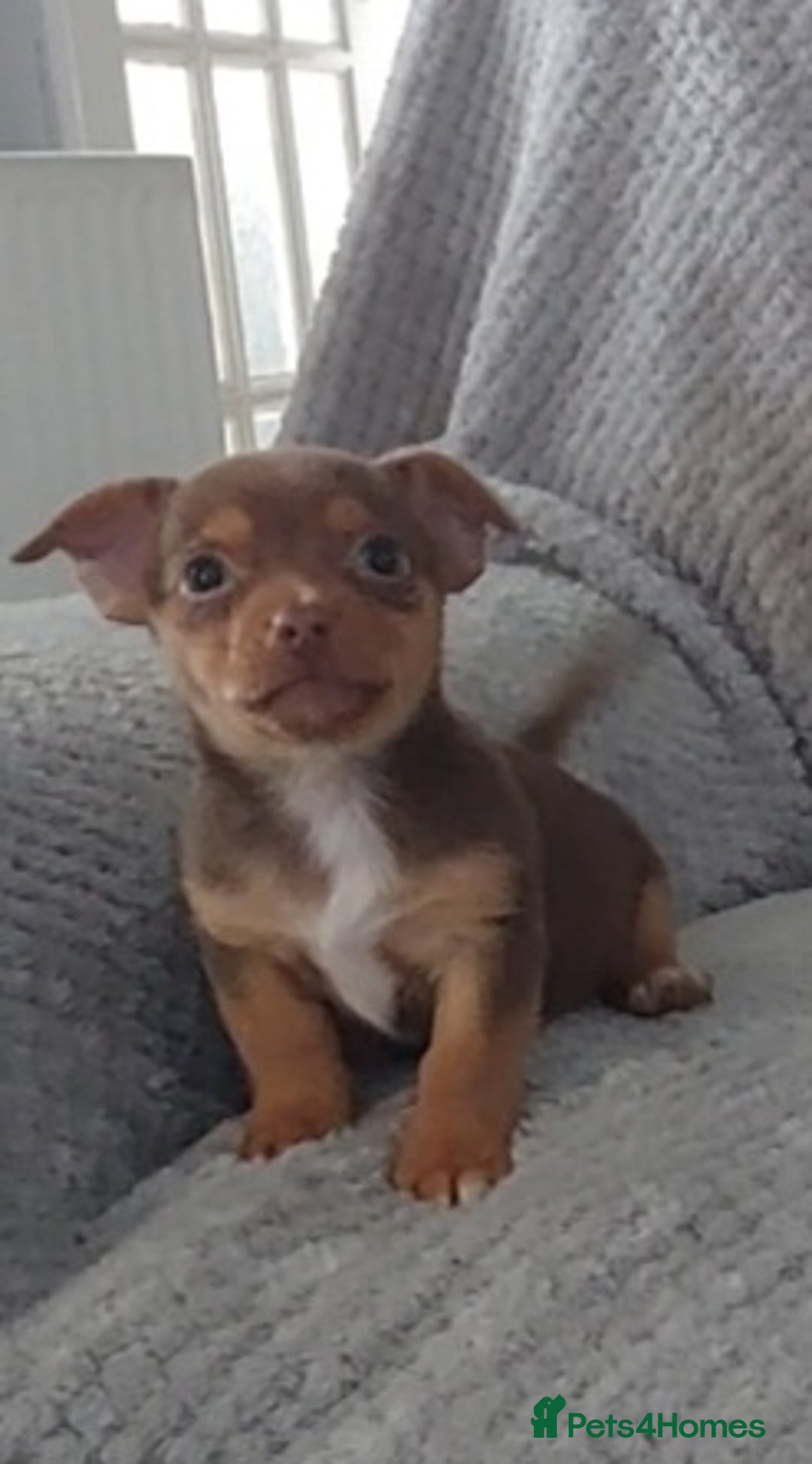 Jack Russell dogs for sale: Miniature jack Russell pups - Image 15