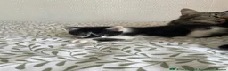 Mixed Breed cats for sale: Adorable bonded pair in Edgware - Advert 21