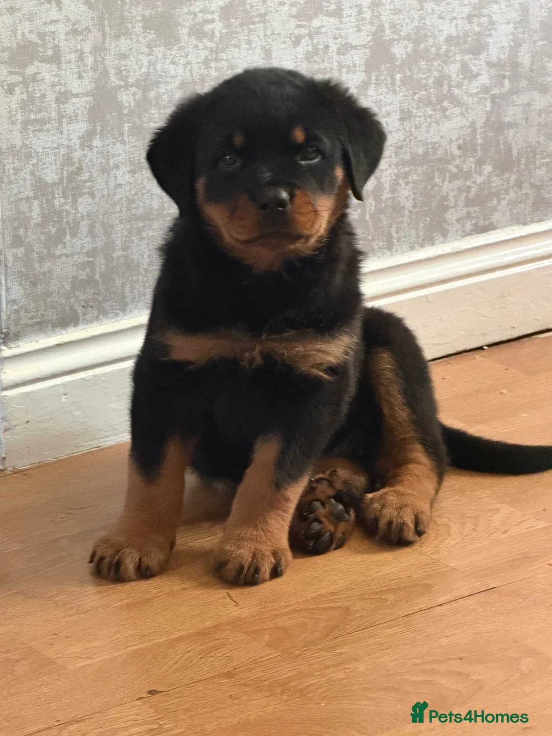 Rottweiler dogs for sale: female rottie - Advert 1