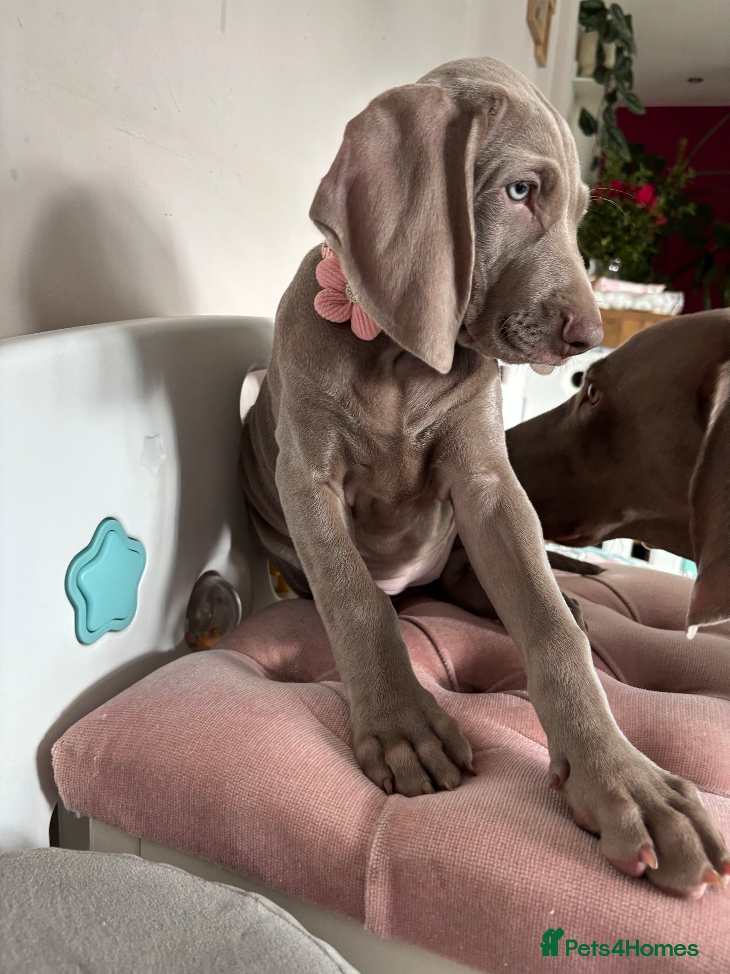 Weimaraner dogs 🩷Last girl ready to leave  - Advert 4