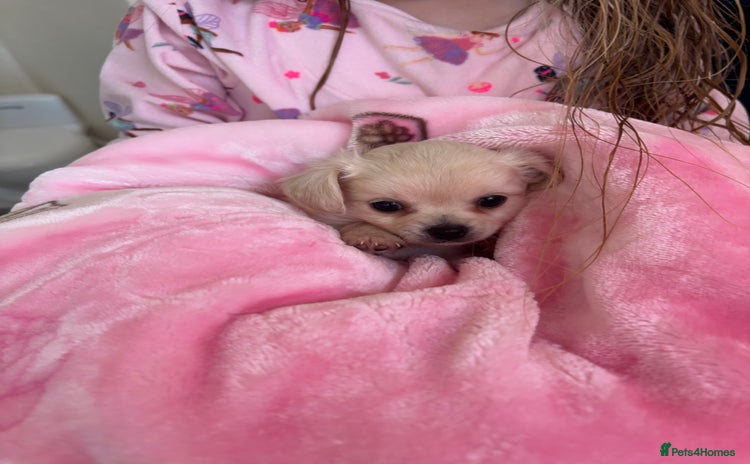 Chihuahua dogs - Advert 10