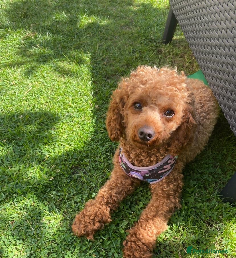 Cavapoo dogs Small female cavapoo - Advert 7