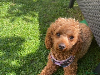 Cavapoo dogs Small female cavapoo - Advert 11