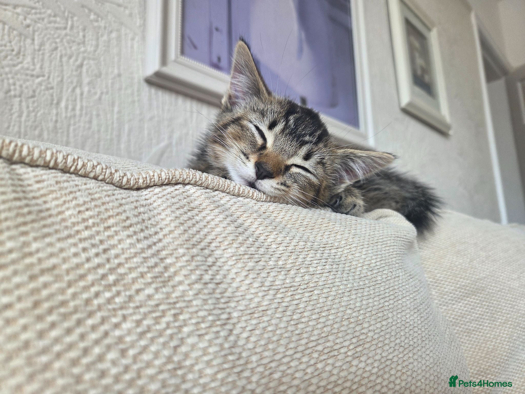 American Shorthair cats Adorable kitten for sale! - Advert 5