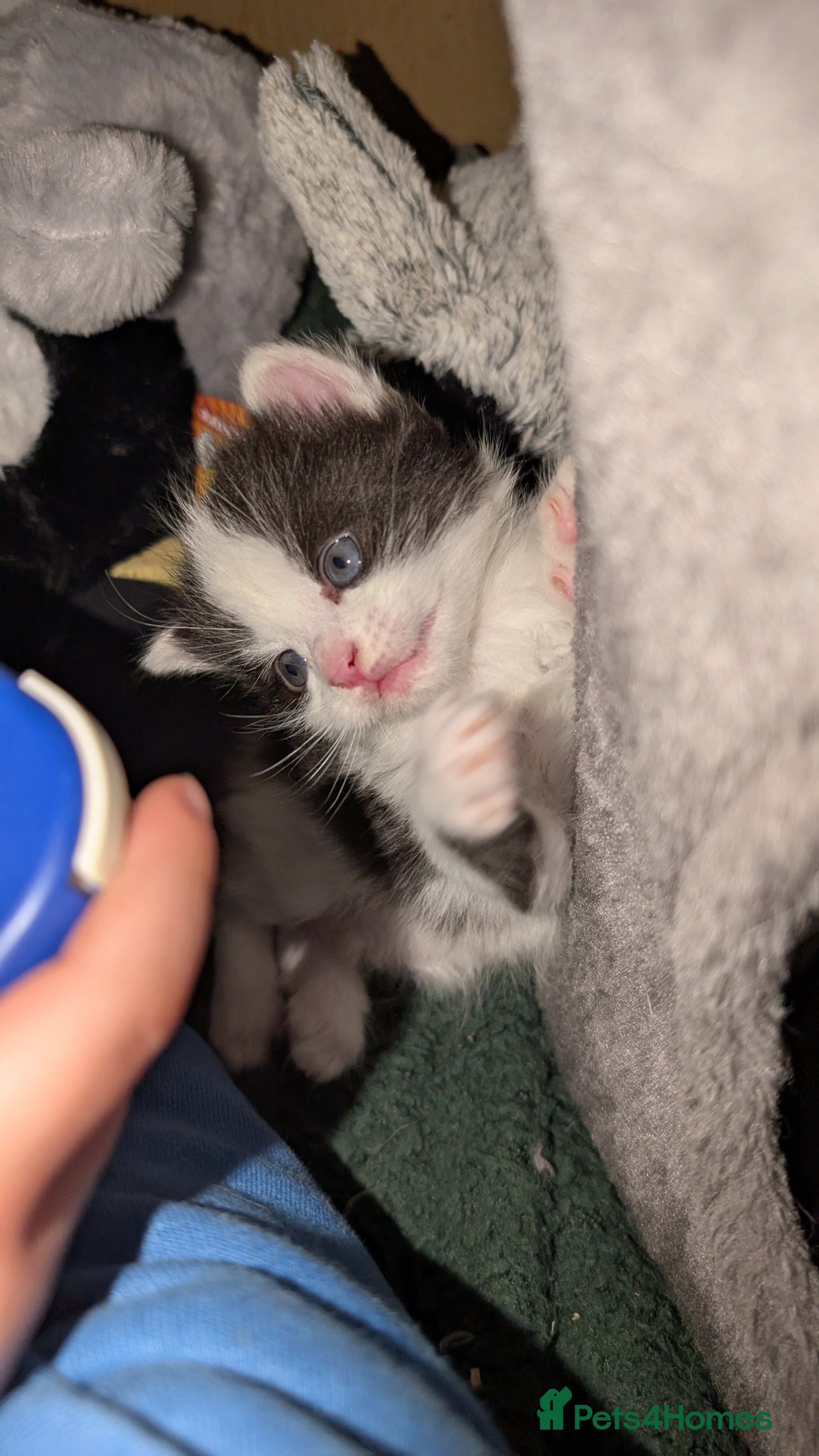 Maine Coon cats 3 Beautiful Maine coon kittens for sale  😍 - Advert 3