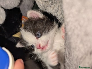 Maine Coon cats 3 Beautiful Maine coon kittens for sale 😍 - Advert 3