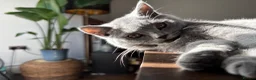 British Shorthair cats for sale: British shorthair new born kittens in London - Advert 3