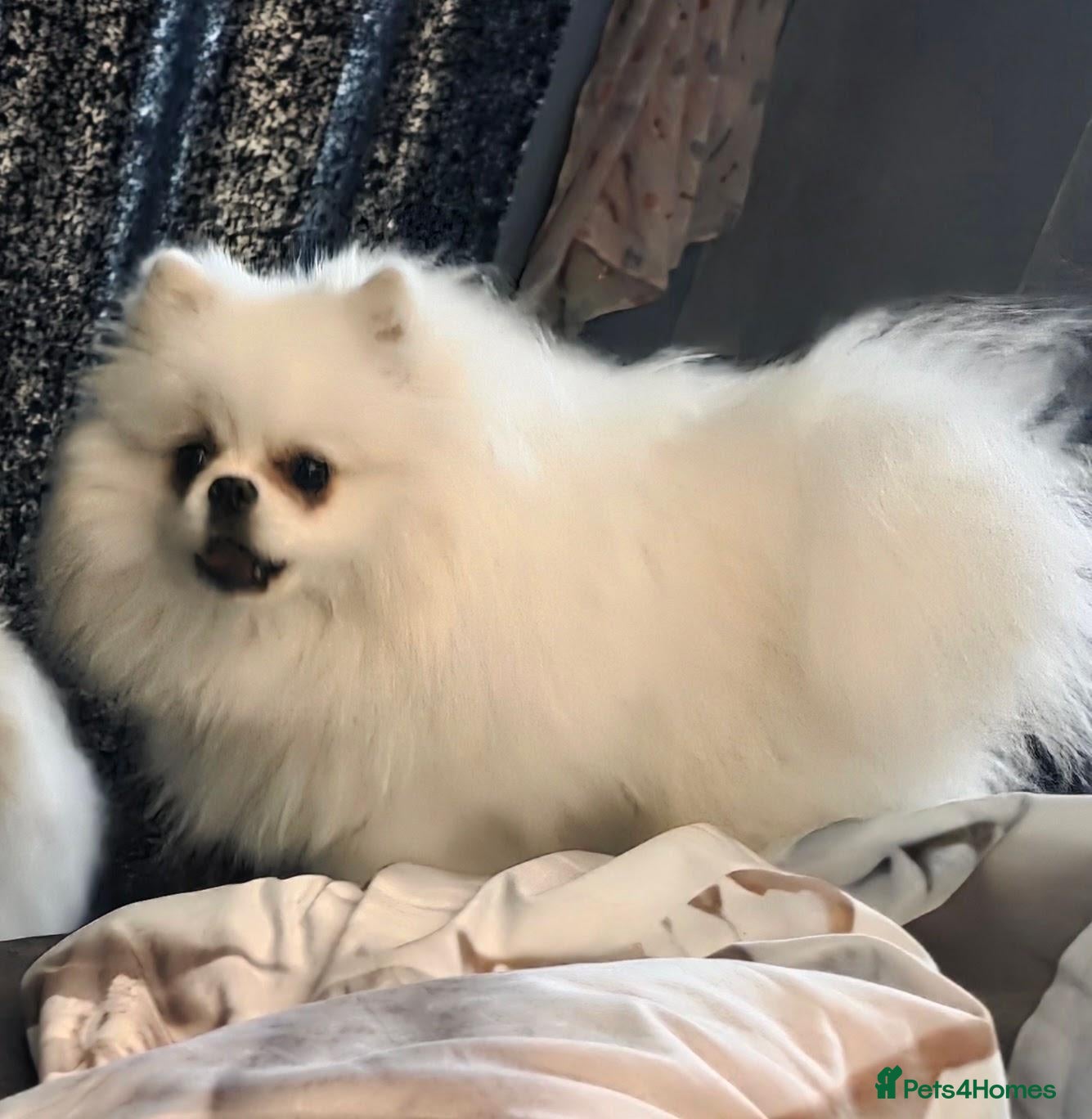Pomeranian dogs 1 White beautifull teddy bear pomeranian  - Advert 2