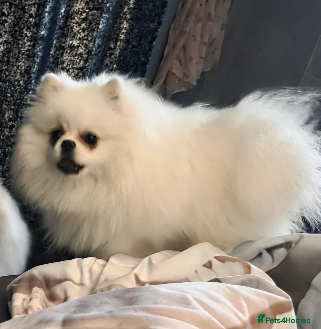 Pomeranian dogs for sale: 1 White beautifull teddy bear pomeranian  in Rochdale - Advert 1