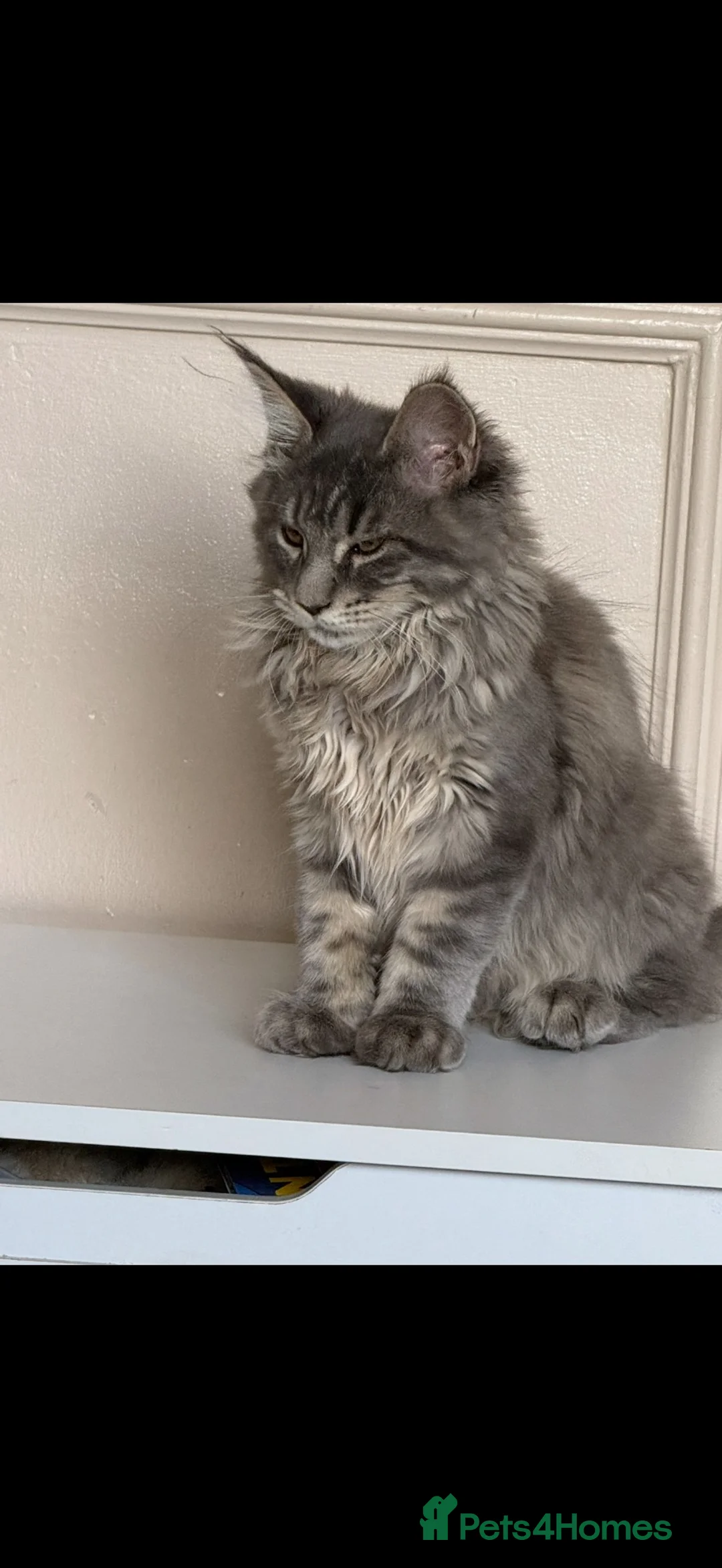 Maine Coon cats for sale: 5 month old Maine coon - Advert 2