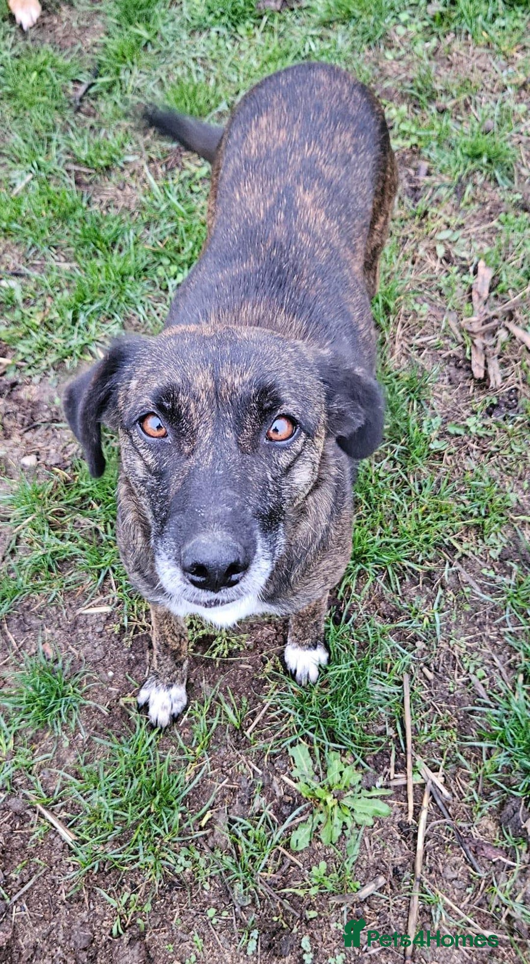Mixed Breed dogs for adoption: LOLA – Gentle Soul, Bright Eyes & Pure Devotion🤍 - Advert 9