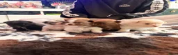 Pomeranian dogs for sale: Blue eyed Pomeranian pups  in Ramsgate - Advert 4