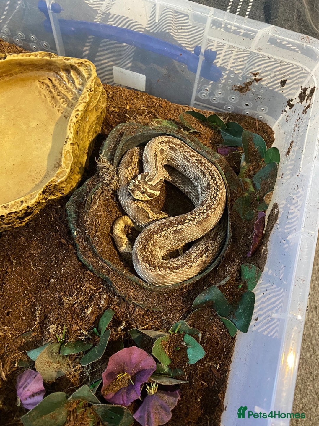 Snake reptiles for sale: Hognose Breeding Pair and Babies - Image 3