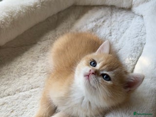 British Shorthair cats - Advert 16