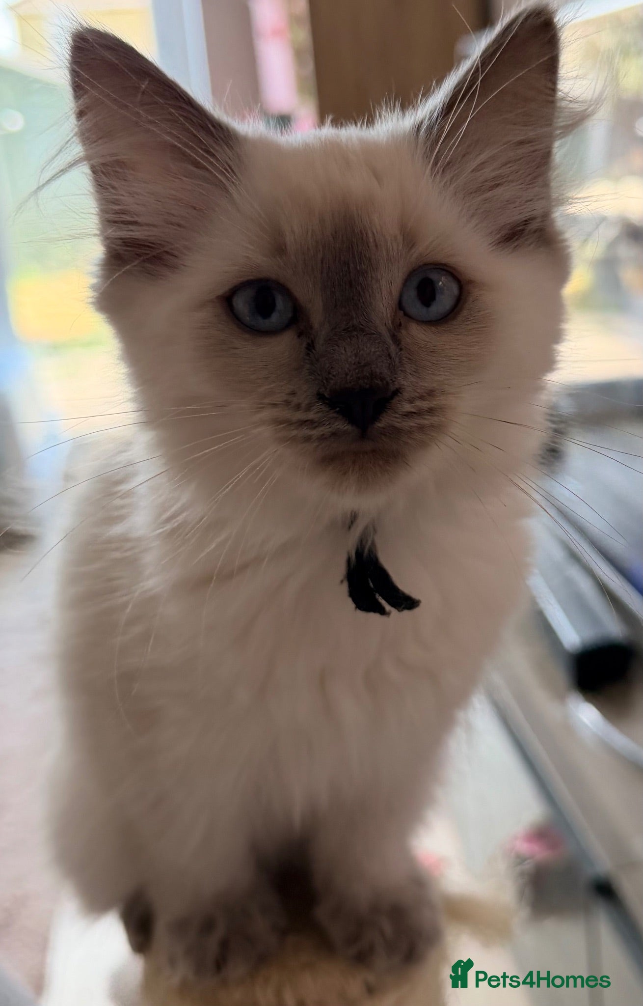 Ragdoll cats  Last one looking forever home, ready to go now  - Advert 17