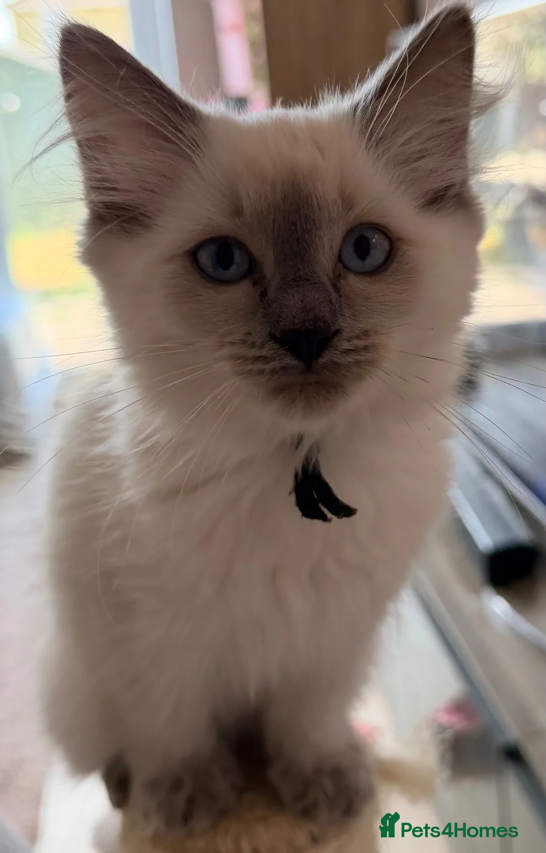 Ragdoll cats for sale:  Last one looking forever home, ready to go now  - Advert 1