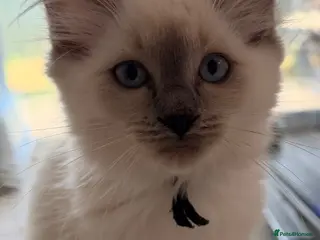 Ragdoll cats Last one looking forever home, ready to go now - Advert 17