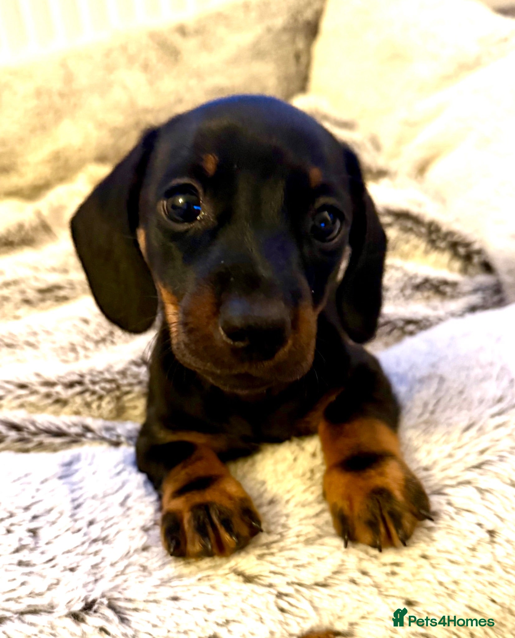 Miniature Dachshund dogs STUNNING SMOOTH HAIR MINI DACHSHUND PUPPIES  - Advert 2