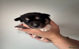 Siberian Husky dogs for sale: Beautiful Chunky Siberian Husky Puppies  - Image 18