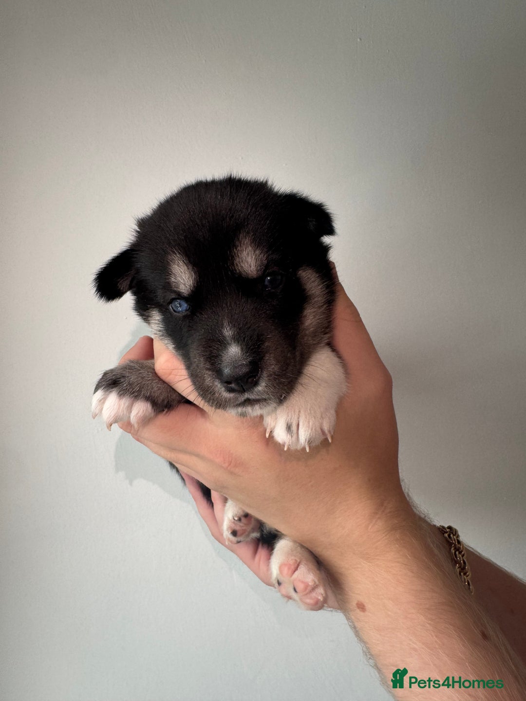 Siberian Husky dogs for sale: Beautiful Chunky Siberian Husky Puppies  - Image 18