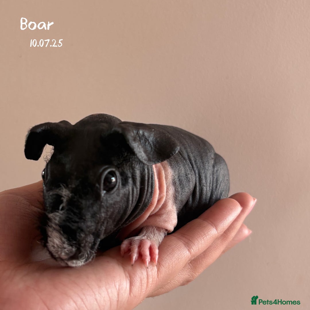 Guinea Pig rodents for sale: Skinnypig Baby Boars - Image 8