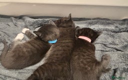 British Longhair cats for sale: 1 x British Long Hair & 2 x British Short Hair - Image 13