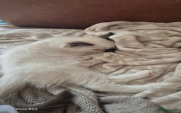 Ragdoll cats for sale: Adorable Loving blue mitted lynx - Image 29