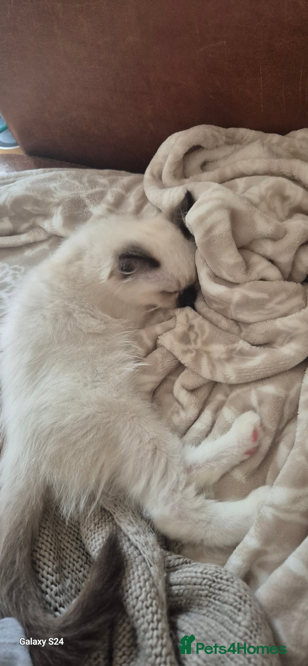 Ragdoll cats for sale: Adorable Loving blue mitted lynx - Image 29