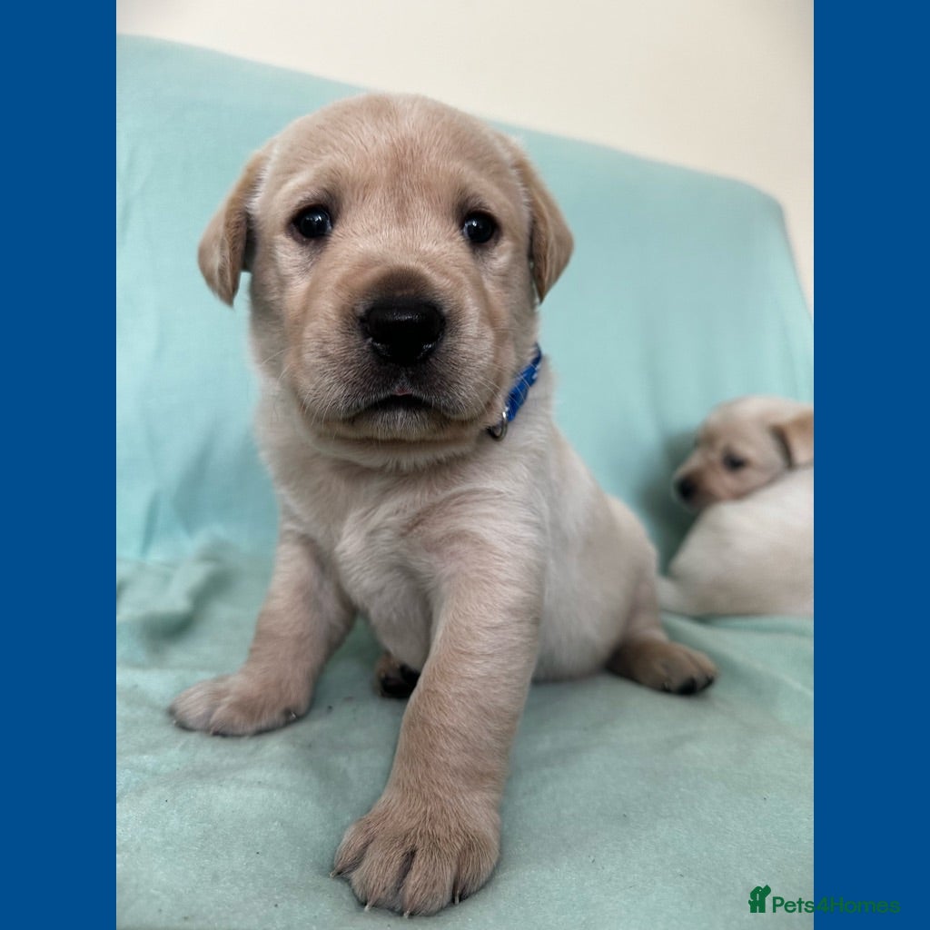Goldador dogs *Gorgeous Goldador puppies* - Advert 1