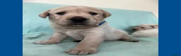 Goldador dogs for sale: *Gorgeous Goldador puppies* in Rotherham - Advert 9