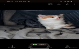 Mixed Breed cats for sale: Beautiful healthy kittens - ONLY 2 AVAILABLE 😍😍 - Image 36