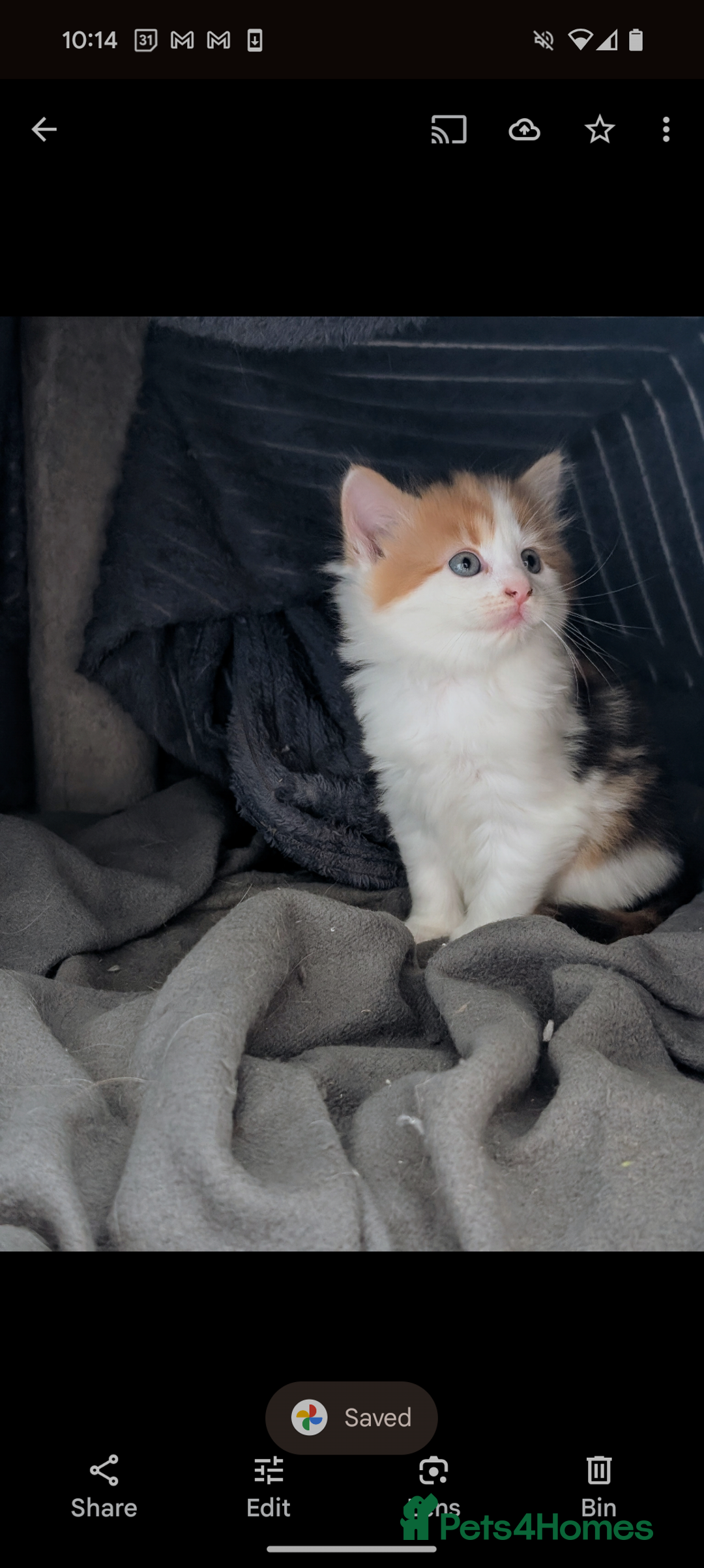 Mixed Breed cats for sale: Beautiful healthy kittens - ONLY 2 AVAILABLE 😍😍 - Image 36