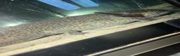 Axolotl reptiles for sale: Axolotl  - Advert 4
