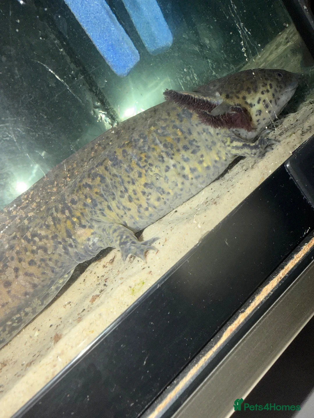 Axolotl reptiles for sale: Axolotl  - Advert 4