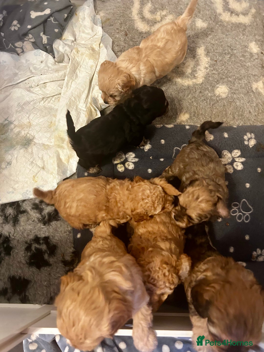 Cavapoochon dogs for sale: Cavapoochons 5 girls 2 boys - Advert 17
