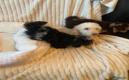 Miniature Poodle dogs for sale: ❤️🐶beautiful Merle miniature poodles girls🐶❤️ - Image 17