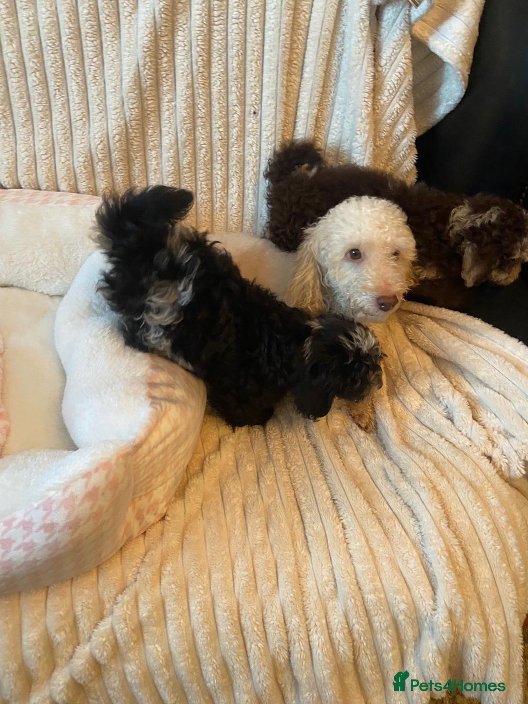 Miniature Poodle dogs for sale: ❤️🐶beautiful Merle miniature poodles girls🐶❤️ - Image 17