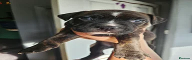 Boy