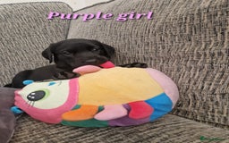 Labrador Retriever dogs for sale: Beautiful Labrador puppies  - Image 10
