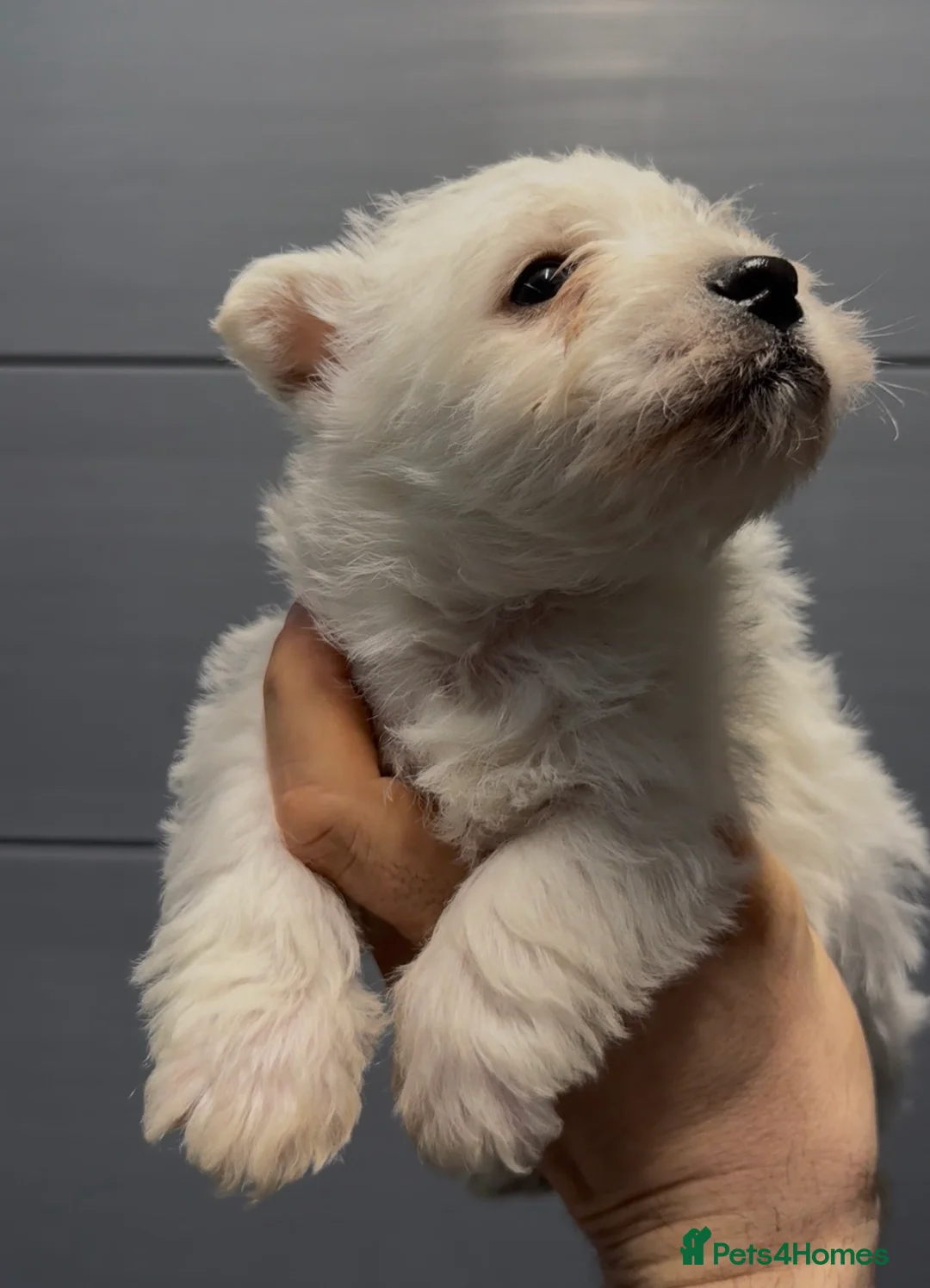 West Highland Terrier dogs for sale: West Highland Terrier Pups Pure Pedigree - Advert 8