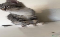 Bengal cats for sale: Bengal x tabby  - Image 3
