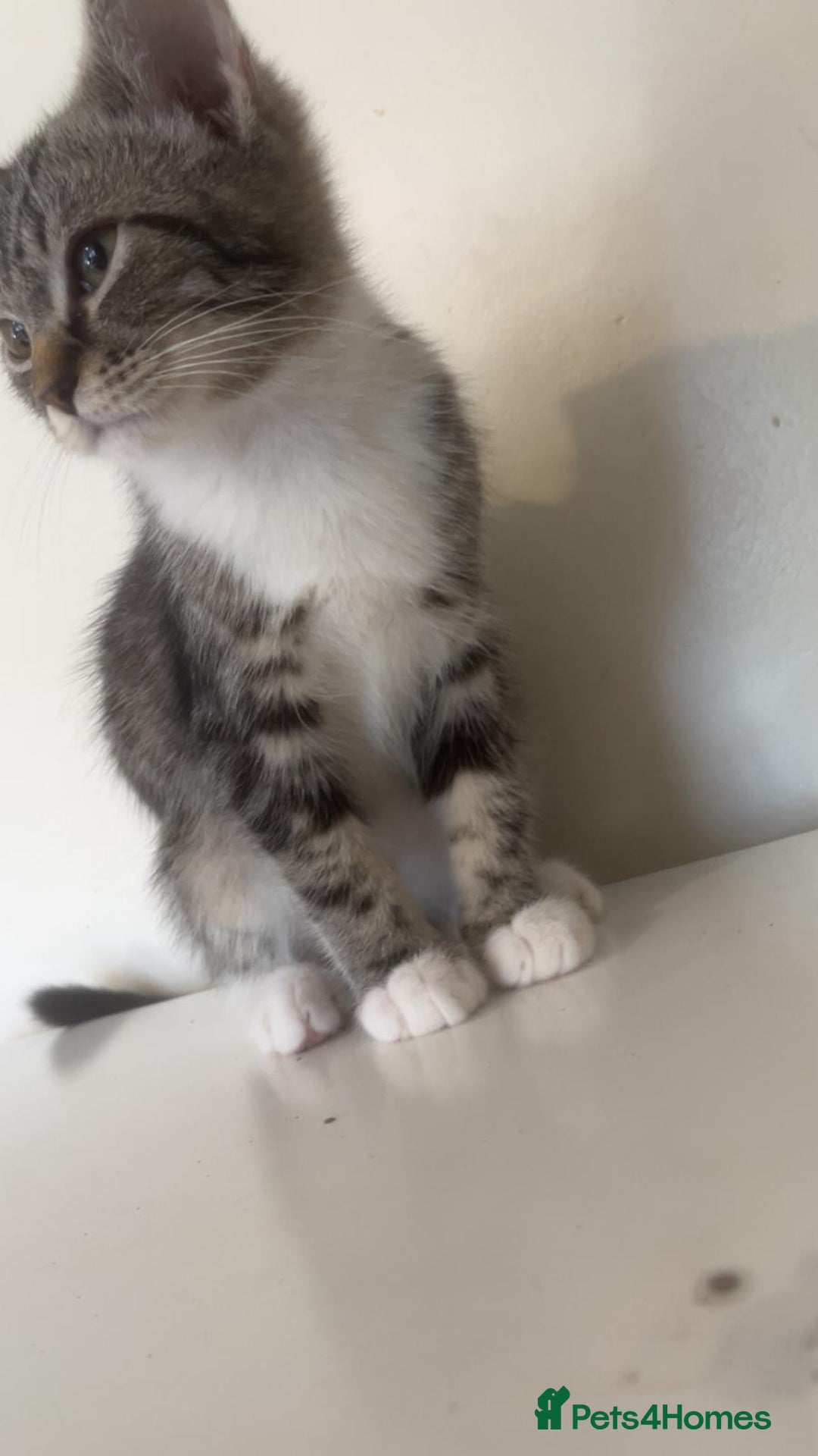 Bengal cats for sale: Bengal x tabby  - Image 3