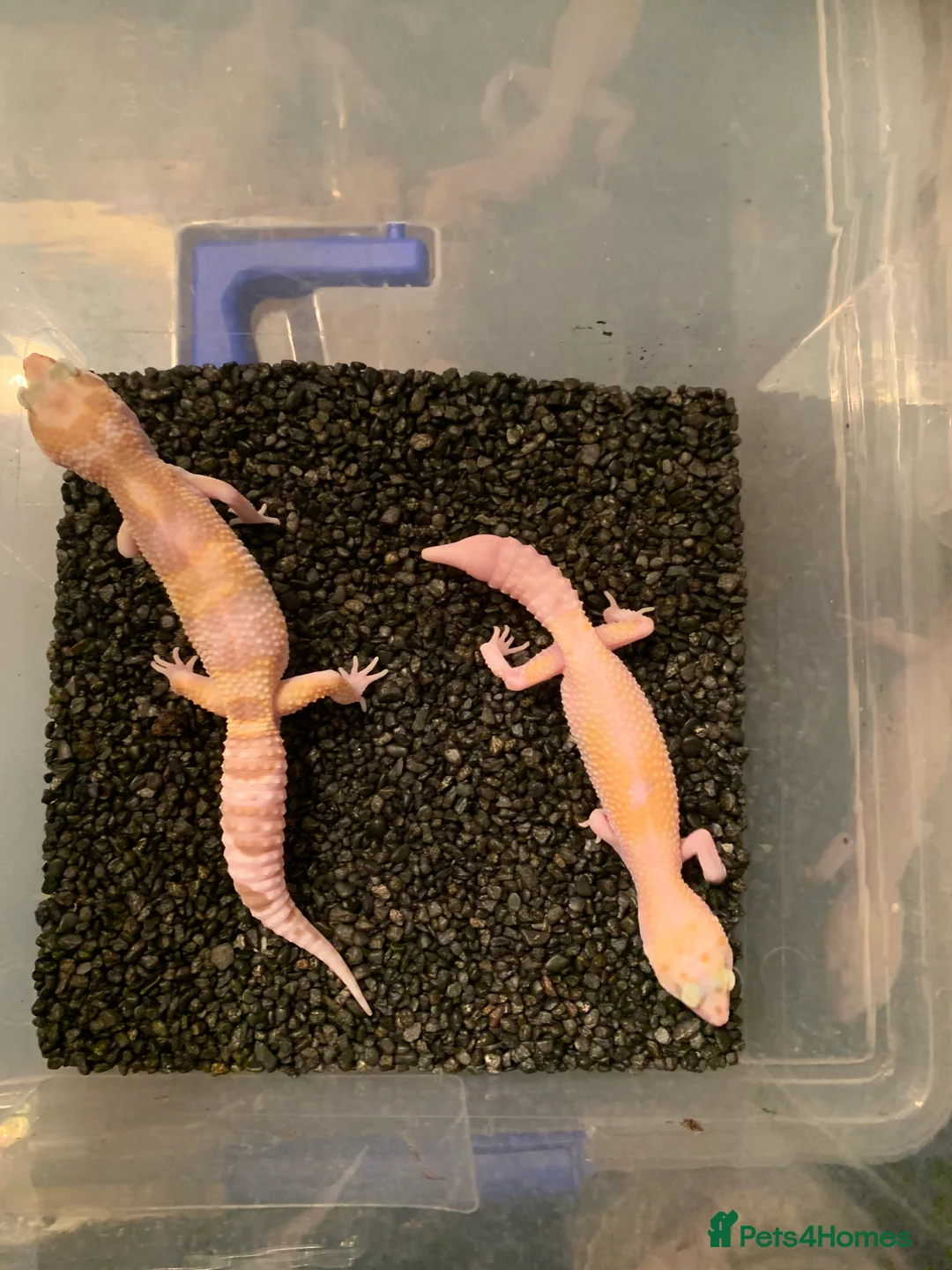 Leopard Gecko reptiles for sale: Baby leopard geckos cb25 - Advert 11