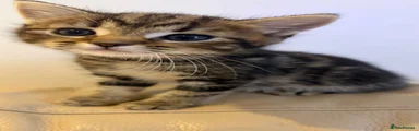 Female Tabby 2