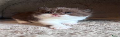British Shorthair bi colour chocolate/white Kitten 5