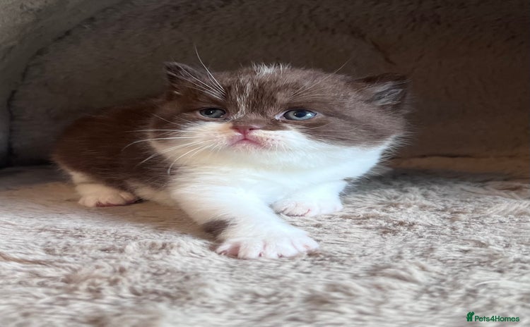 British Shorthair cats - Advert 8