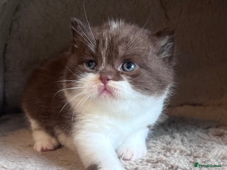 British Shorthair cats - Advert 32