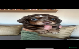 Dachshund dogs for sale: Quality miniature Dachshund’s READY NOW!!! in Dudley - Image 4