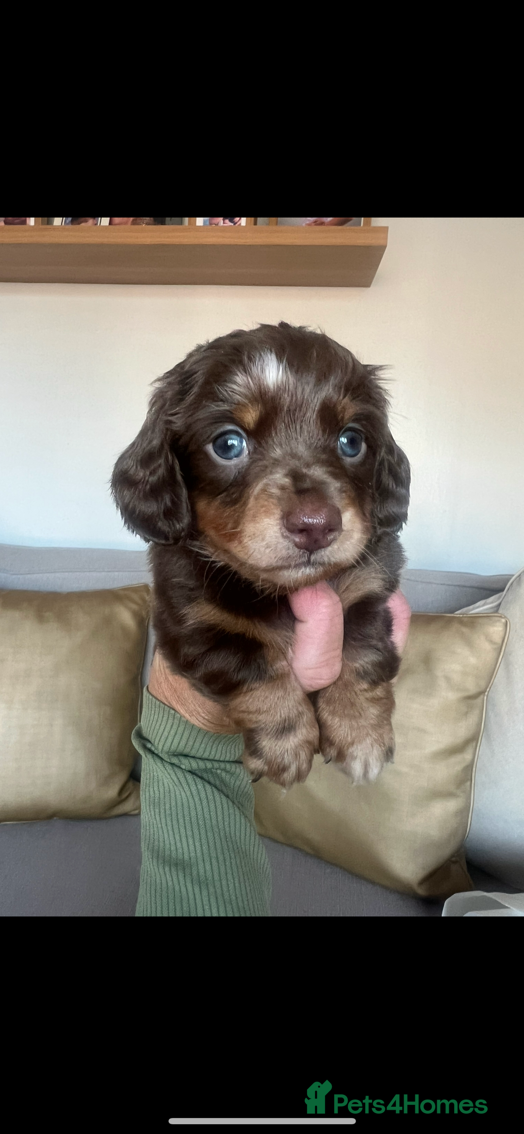 Dachshund dogs for sale: Quality miniature Dachshund’s READY NOW!!! in Dudley - Image 4