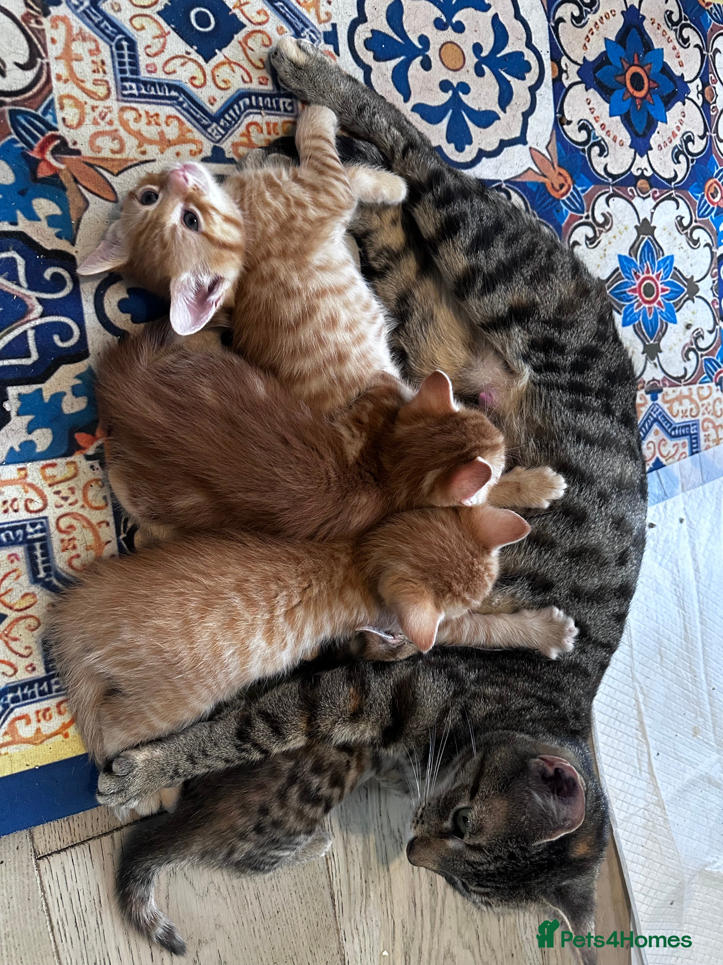 Mixed Breed cats Amiable mixed kittens  - Advert 2